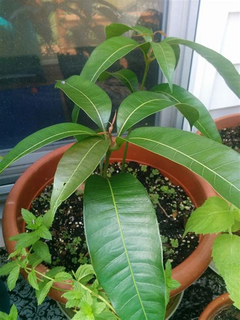 My Journey Into Organic Living Can You Grow A Mango Tree
