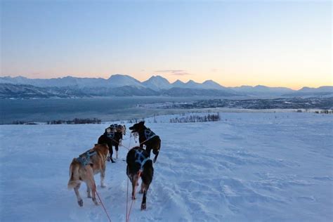 Self Drive Husky Dog Sledding Visit Tromso