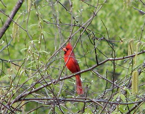 North Carolina Mountain Birds Northern Cardinal