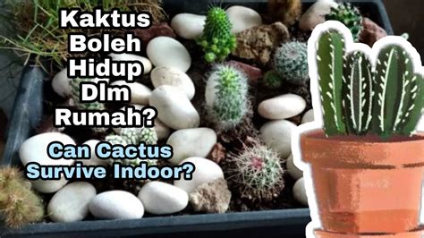 The cactus plant survives in the desert by using the adaptation technique. Kaktus Boleh Hidup Dlm Rumah? Can Cactus Survive Indoor ...