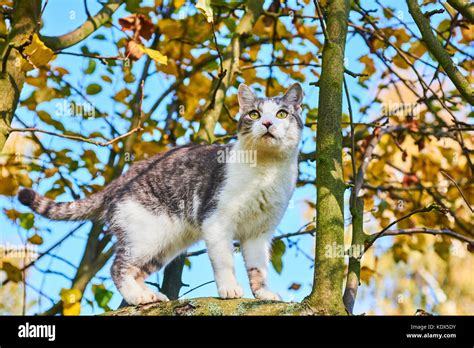 Cat Hunting Garden Hi Res Stock Photography And Images Alamy