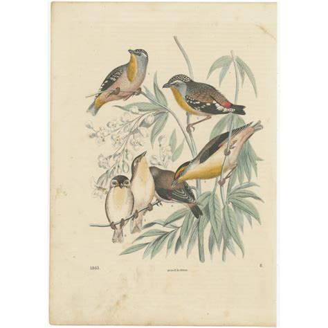 Art And Collectibles Yellow Browed Warbler 1892 Antique Bird Print Morris