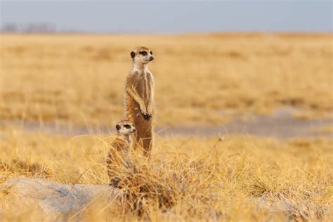 Two Meerkats Adult And Cub Together Meerkat Wildlife Photography
