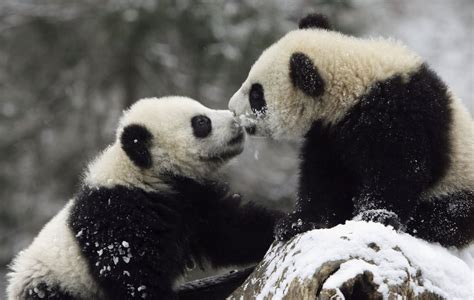 Two Giant Panda Cubs Kissed On A Snowy Rock Animals Playing In The