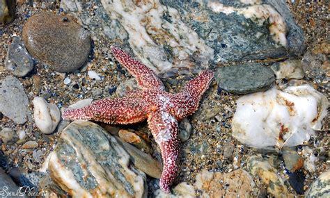 A Four Legged Starfish Saywhattt I Saved This Little Fel Flickr