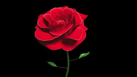 Top 143 Animated Blooming Rose