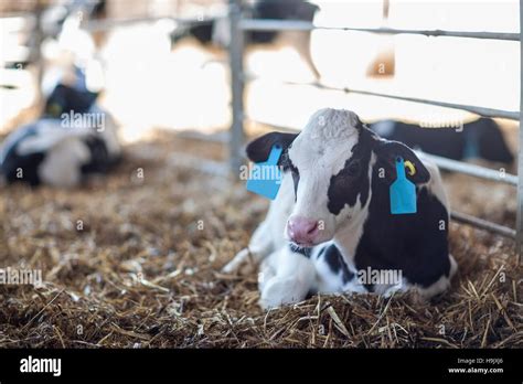 Calf Lying In Straw On Farm Stock Photo Alamy