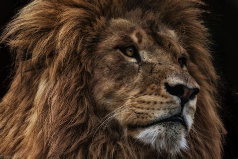 Wie wohl 1,2 löwen aussehen? Löwe Serengeti Park Foto & Bild | tiere, zoo, wildpark ...