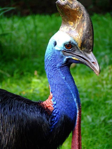 The Southern Cassowary The Most Dangerous Bird On Earth The Ark In
