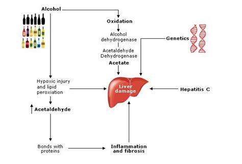 Alcoholic Liver Disease Rcemlearning