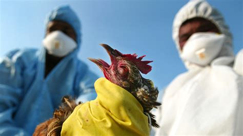 Today, social media is overflowing with discussions and debates over. Funds to Fight Avian Flu | Financial Tribune