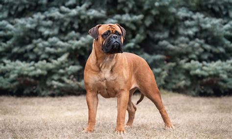 Bullmastiff Breed Characteristics Care And Photos Bechewy