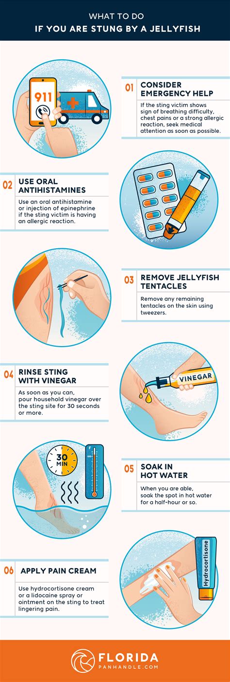 Jellyfish 101 Facts And How To Avoid A Sting — Timotis