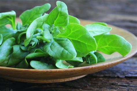 New Zealand Spinach Seeds — San Diego Seed Company