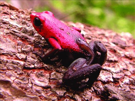 Adult Male Of Santander Poison Frog Andinobates Virolinensis In
