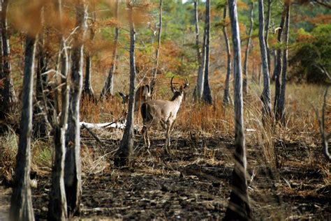 Rare Whitetail Deer Subspecies Bounces Back From The Brink Outdoorhub