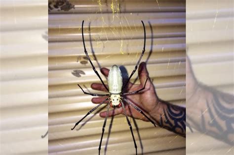 A Giant Golden Orb Weaving Spider Spotted In Queensland Will Make Your