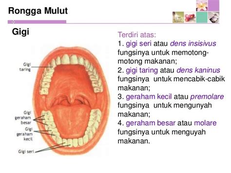 Gambar Sistem Pencernaan 7 Rongga Mulut Berdasarkan Gambar Gigi Taring