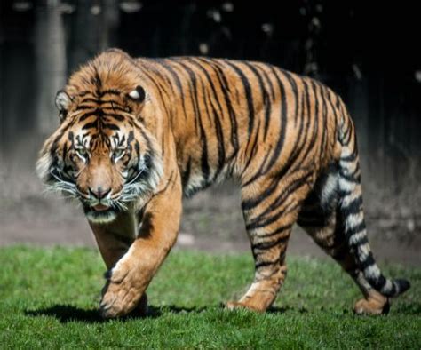 The Beauty Of Wildlife Fearsome By Justin Lo Tiger Pictures Animal