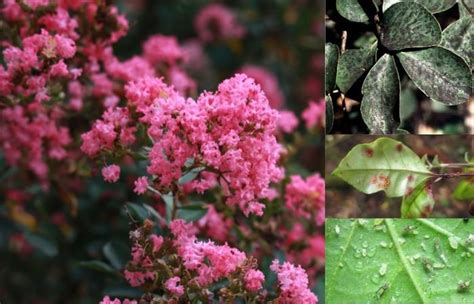 How To Tackle Common Crepe Myrtle Problems