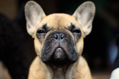 What should i name my french bulldog? French Bulldog Wallpapers HD | HD Wallpapers, Backgrounds ...