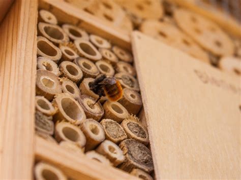 Homemade Bee House Making A Bee Nesting Box For Native Pollinators