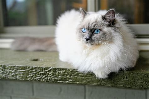 10 Fun Facts About Ragdoll Cats
