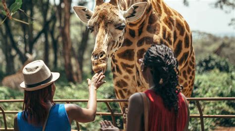 Parque Nacional De Nairobi Safaris Y Vida Salvaje Getyourguide