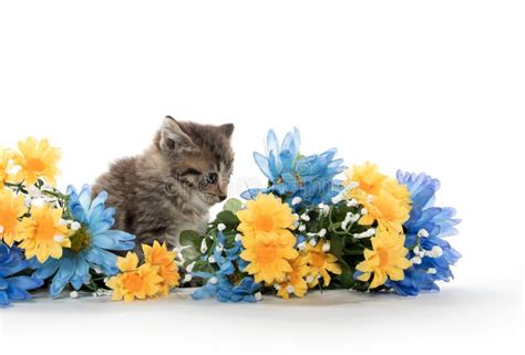 Tabby Kittens With Flowers Stock Image Image Of Adorable 96950211