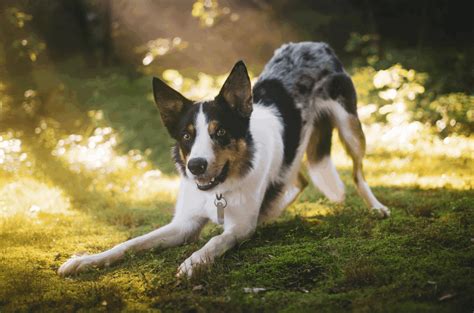 Grass Allergies Wipe Paws Bathe Often Talk To Your Vet