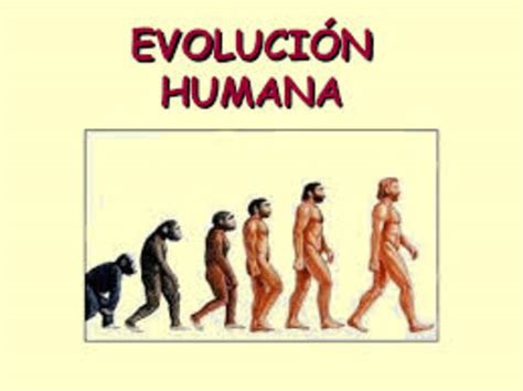 La Evolución Humana Timeline Timetoast Timelines