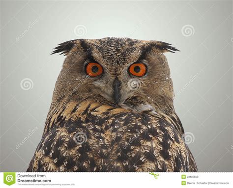 Eurasian Eagle Owl Bubo Bubo Stock Image Image Of Brown Wild 23137659