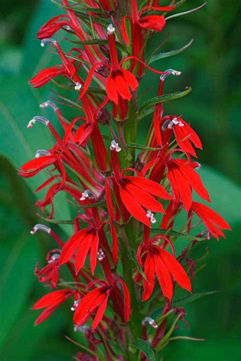 Cardinal Flower Tz Native Plants Sales