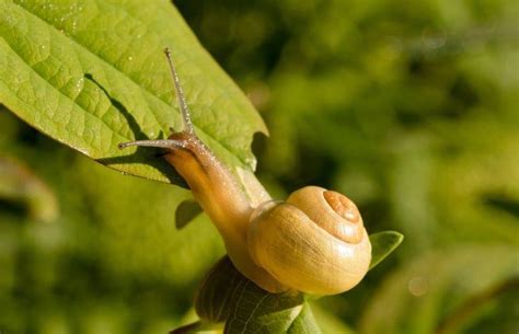 how to get rid of snails in your house and garden [2021 guide]