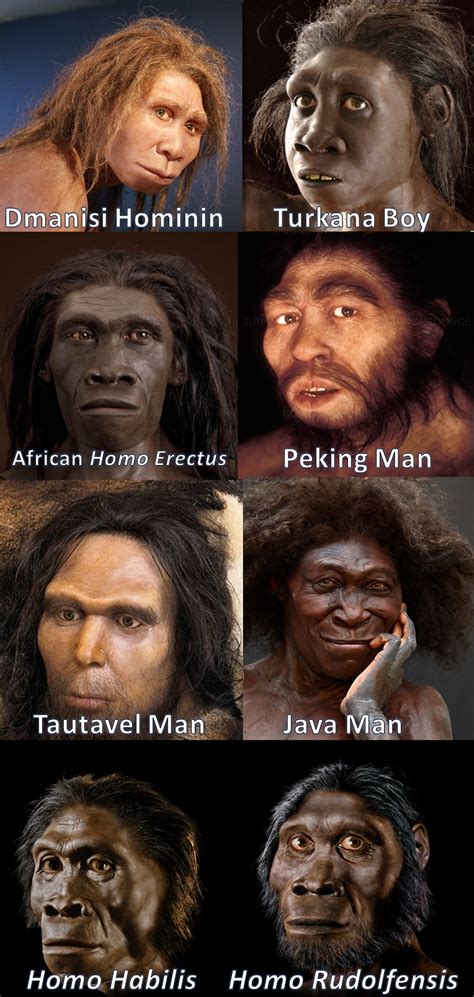 65 Best Homo Erectus Images On Pholder Naturewasmetal Interestingasfuck And Artefact Porn