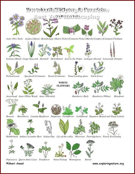 How To Identify Plants By Photo