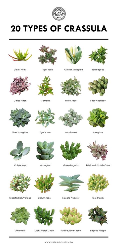 We did not find results for: 20 popular types of Crassula. Use code LOVEPLANTS for 10% ...