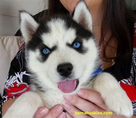Mack Has Went Home Today Siberian Husky Puppies For Sale