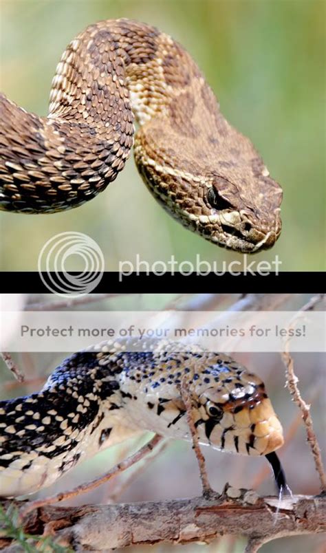 Rattlesnake Bull Snake Comparison Graphics Pictures And Images For
