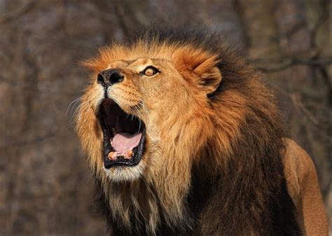 A Lion Roar Is So Loud Because Its Vocal Folds Form A Square Shape