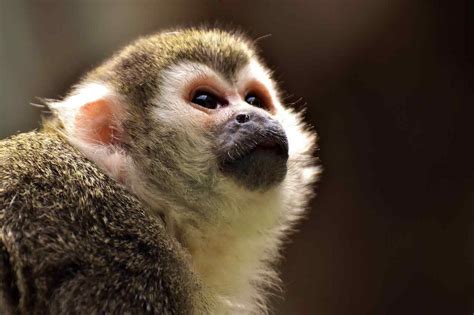 small monkey pet breeds - Lelia Noel