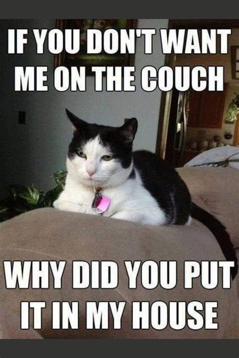 Dont Confuse Me Hooman Cat Quotes Funny Funny Animal Jokes Funny