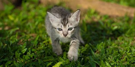 Understanding Kitten Vaccinations Petsure