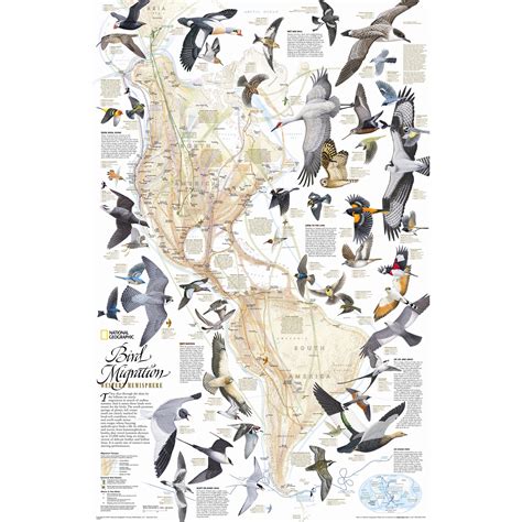 National Geographic Maps Bird Migration Western Hemisphere Wall Map
