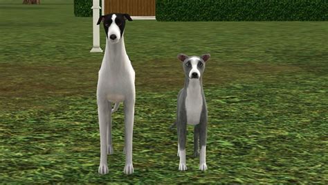 Critique For Dogs Sims Kennel Club Italian Greyhound Dogs Whippet