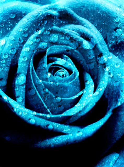 Garden Picture Blue Roses Blue Roses Wallpaper Blue Rose