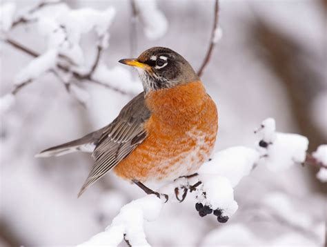 More Robins Are Sticking Around In Winter All About Birds All About Birds