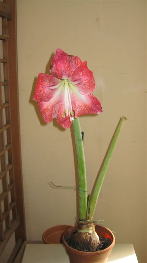 Amaryllis care after a bloom. Logee's Tropical Plants Blog: After Bloom Care for Amaryllis