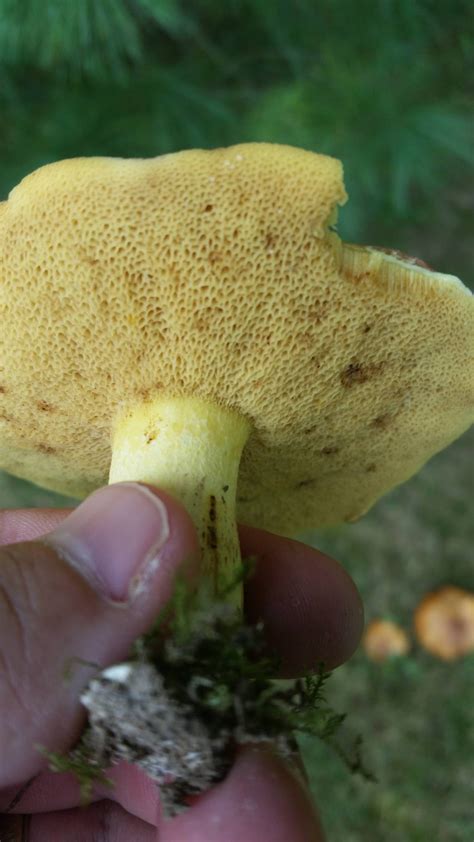 Boletes Edible Mushroom Hunting And Identification