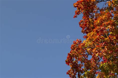 Autumn Maple Leaves Against The Sky Stock Photo Image Of Autumn